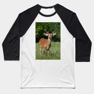 Velvety Buck - White-tailed deer Baseball T-Shirt